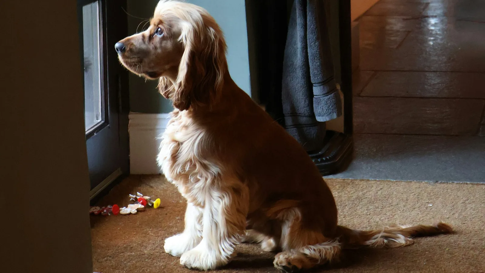 A brown dog sitting beside a glazed door
