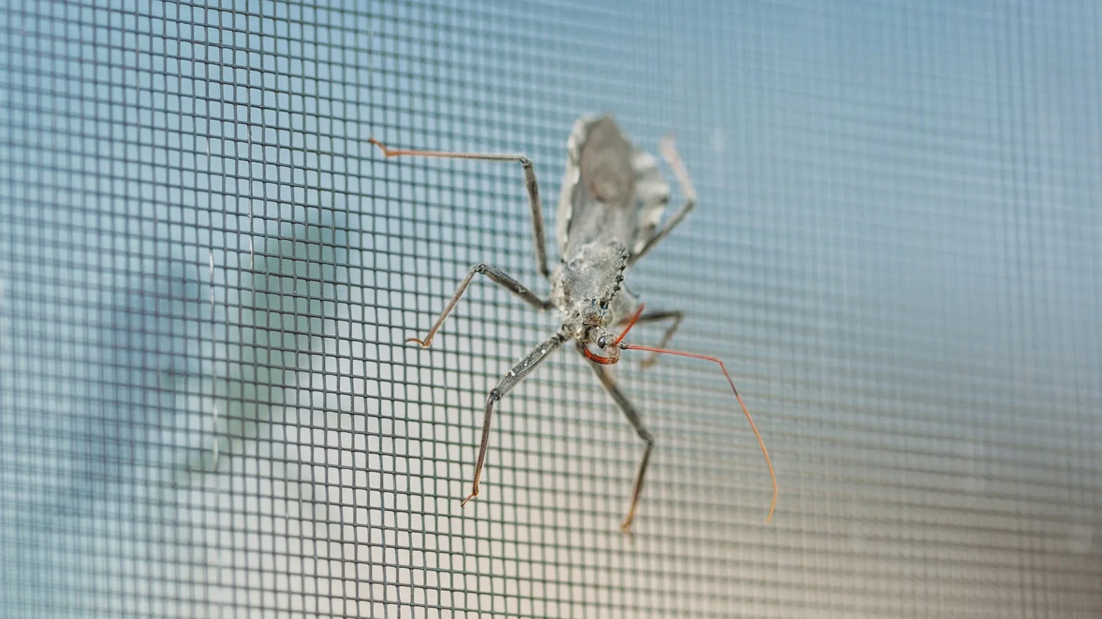 An insect resting on the fine mesh of a screen